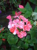 DSC04870