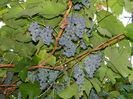 DSCN7725
