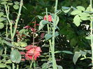 DSCN7782
