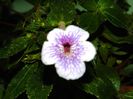 DSCN7794