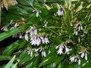 DSCN7796