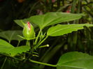 DSCN7811