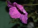 DSCN7832