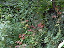 DSCN7845