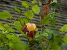 DSCN7847