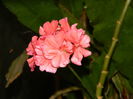 DSCN7864