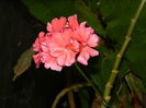 DSCN7865