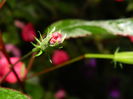 DSCN7890