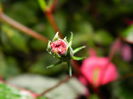 DSCN7891