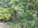 SAM_1365