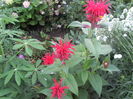 Monarda (5)
