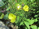 Oenothera (4)