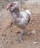 Araucana 3