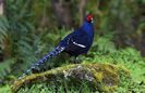 mikado_pheasant_Taiwan