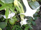 SAM_9947