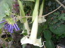 SAM_9957