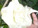 SAM_9962