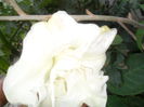 SAM_9963
