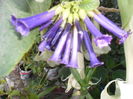 SAM_9965