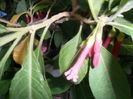 SAM_9975