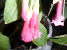 SAM_9978