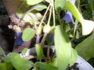 SAM_9983