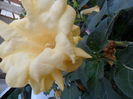 SAM_9995