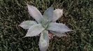 agava ferox