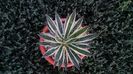 agava schidigera variegata