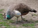 Peahen_at_Parsonage_Farm,_Bramshaw,_New_Forest_-_geograph.org.uk_-_439293