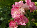Bordure Rose