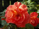 Westerland
