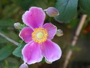 anemone Hadspen Abundance