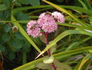 sedum Matrona