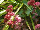sedum Purple Emperor