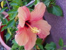Cairo Apricot