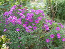 aster Alice Haslam