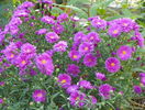 aster Alice Haslam