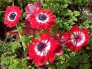 Anemone_The_Governor_1__46976_zoom