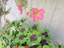 Oxalis (2)