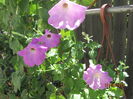 Petunii (3)