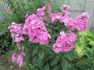 Phlox paniculata