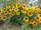 Rudbeckia (7)
