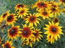 Rudbeckia (17)