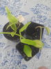 hoya affinis ::australis lisa si crimson quin