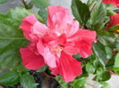 pink bouquet