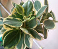 pachyclada variegata a sosit