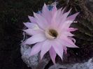 echinopsis roz-lila