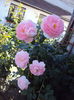 DSC06199