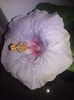 ^CC89A62F86F219B6479C50BFE8B25C13EA8F5304D50BD85145^pimgpsh_fullsize_distr